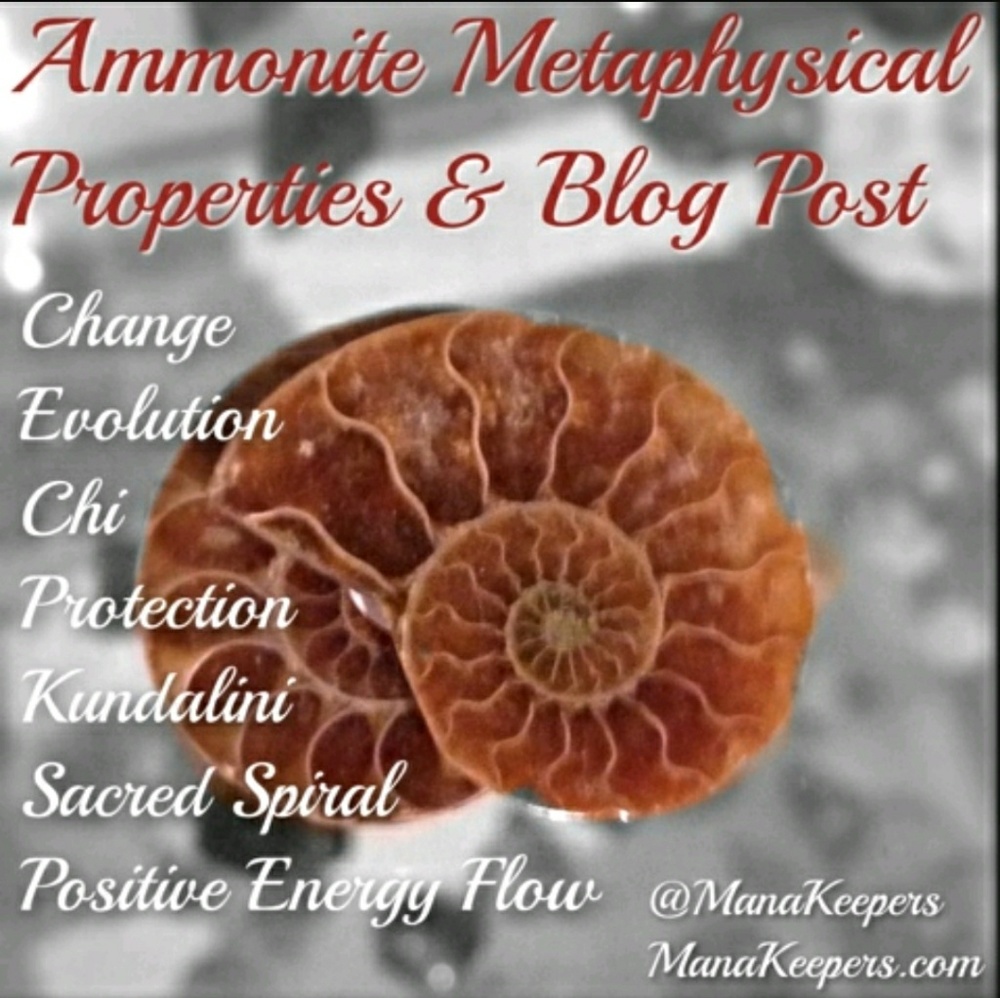 14k GOLD FILL Hematite Ammonite Wire Wrap Earrings - Picture 6 of 8